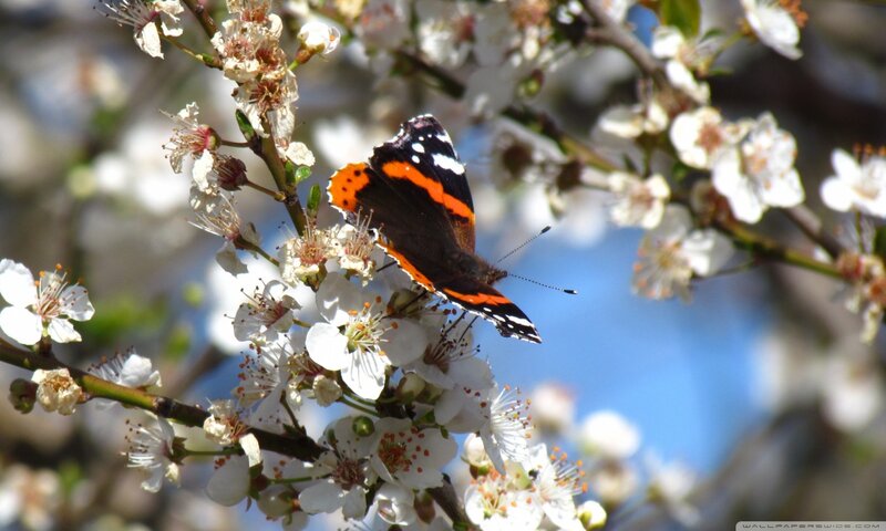 Butterfly on White Flowers — Serene, Spring, Photograph
