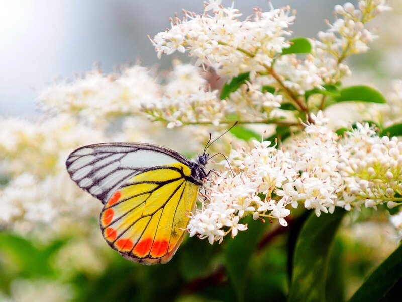 Butterfly on White Flowers — Serene, Spring