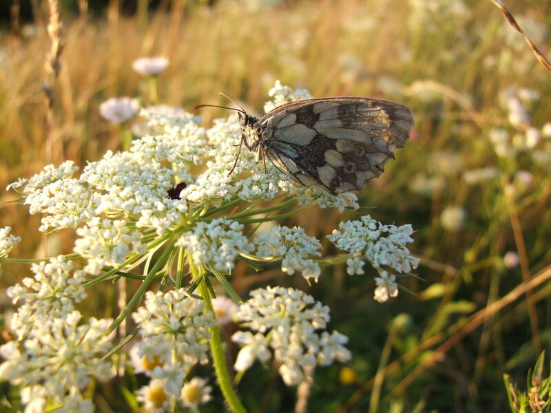 Butterfly on White Flowers — Serene, Sunset