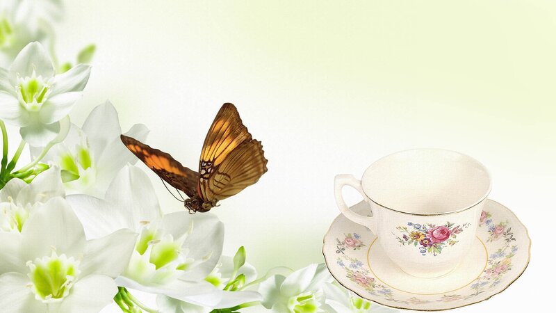 Butterfly on White Flowers — Serene