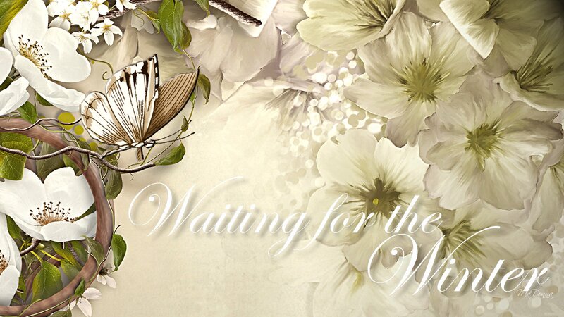 Butterfly on White Flowers — Serene, Winter