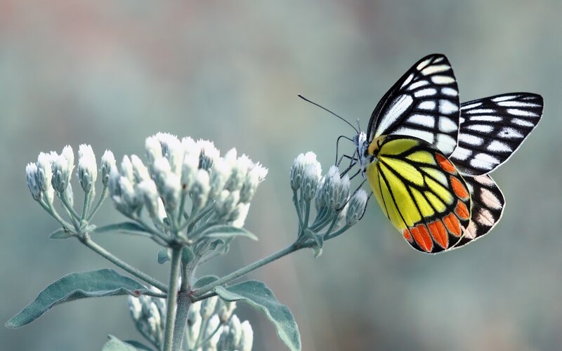 Butterfly on White Flowers — Yellow, Serene