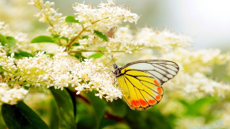 Butterfly on White Flowers — Yellow