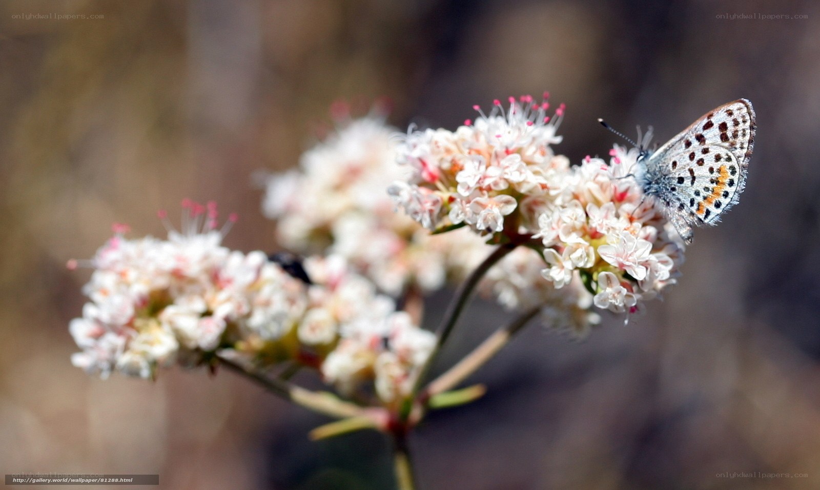 Butterfly on white flowers