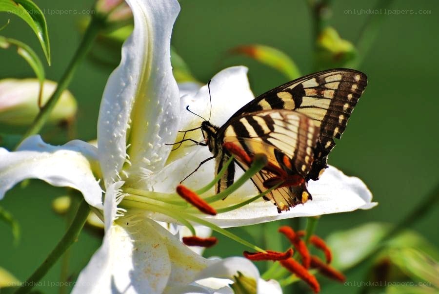 butterfly on white lily