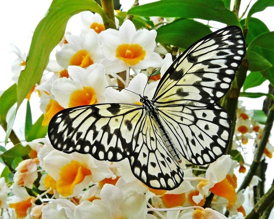 Butterfly on white orchids
