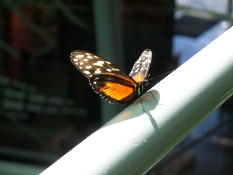 Butterfly on White Rail