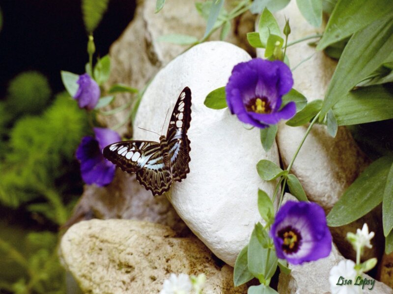 Butterfly on White Rock — Purple