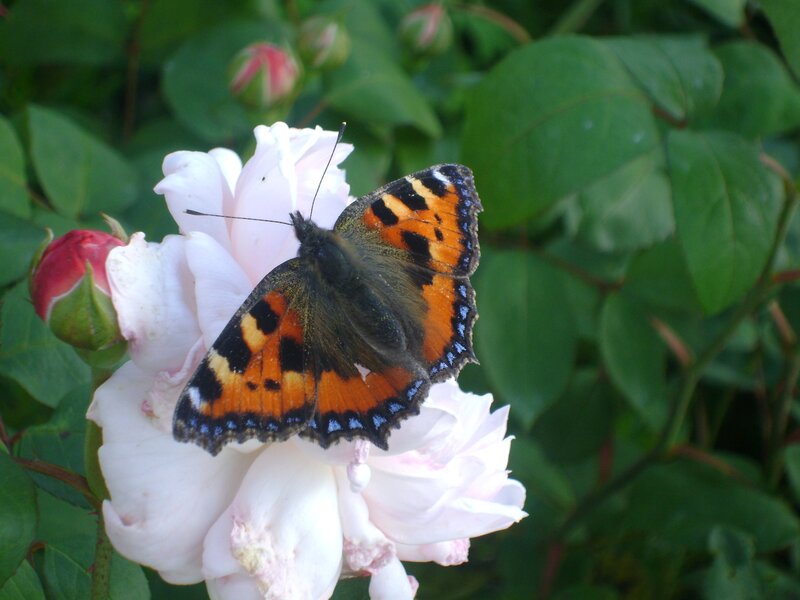 Butterfly on White Rose