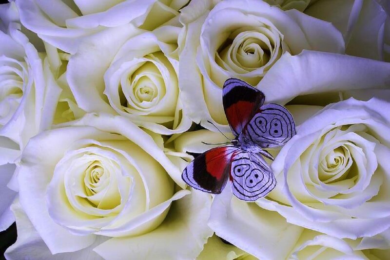 Butterfly on White Roses