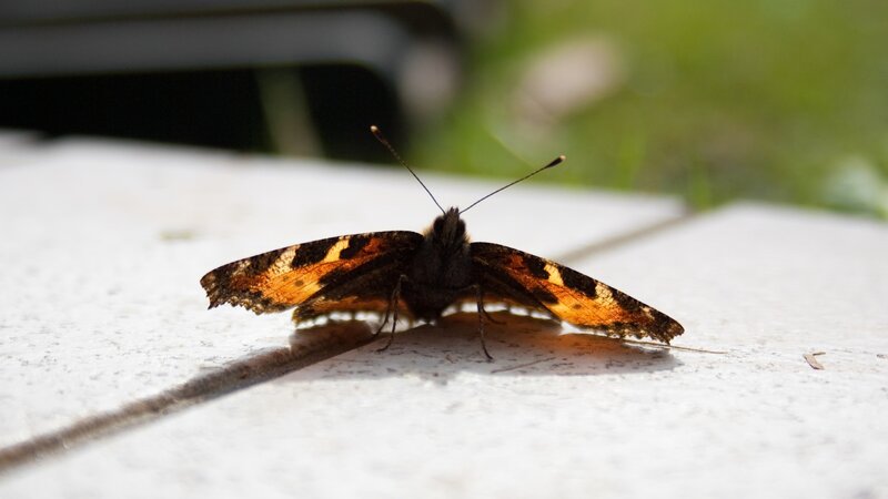 butterfly on white surface