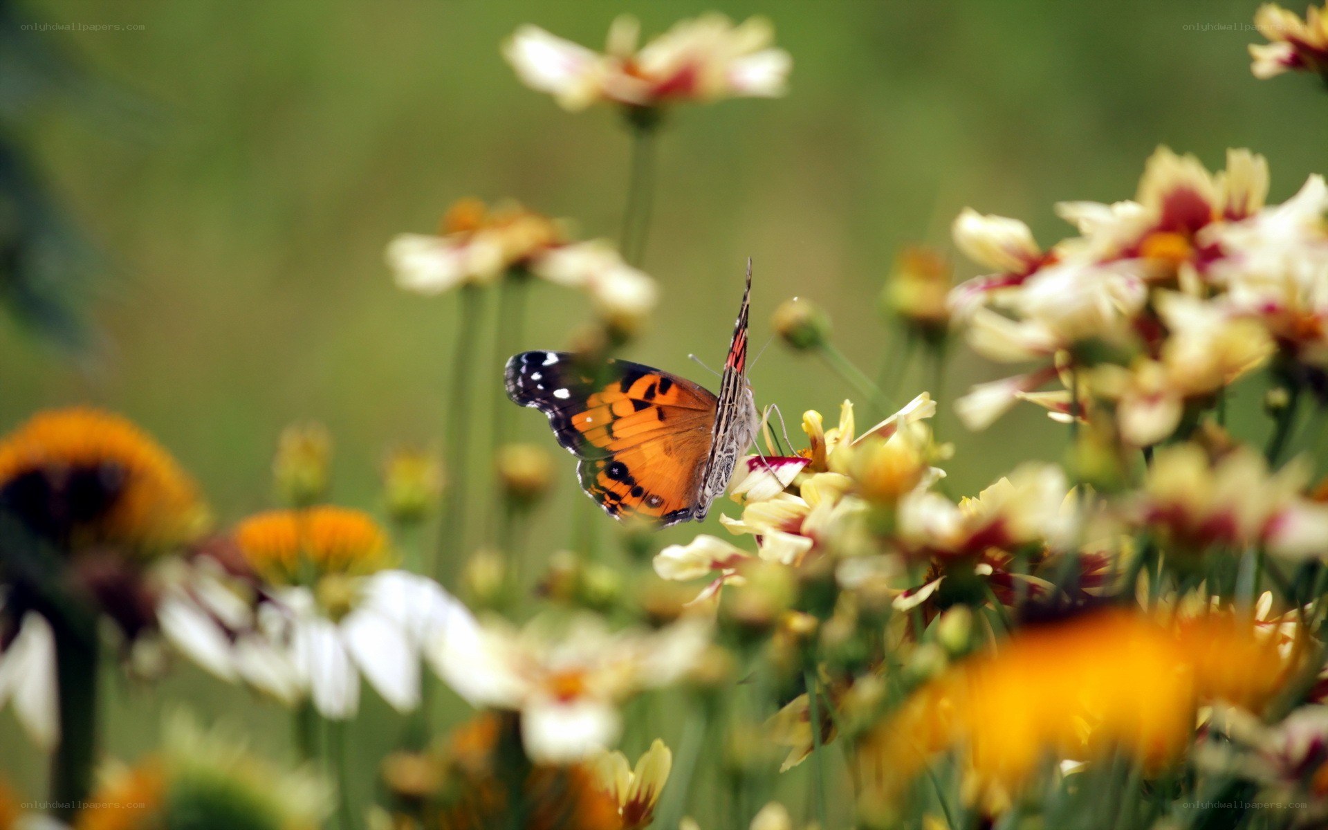 butterfly on wildflowers