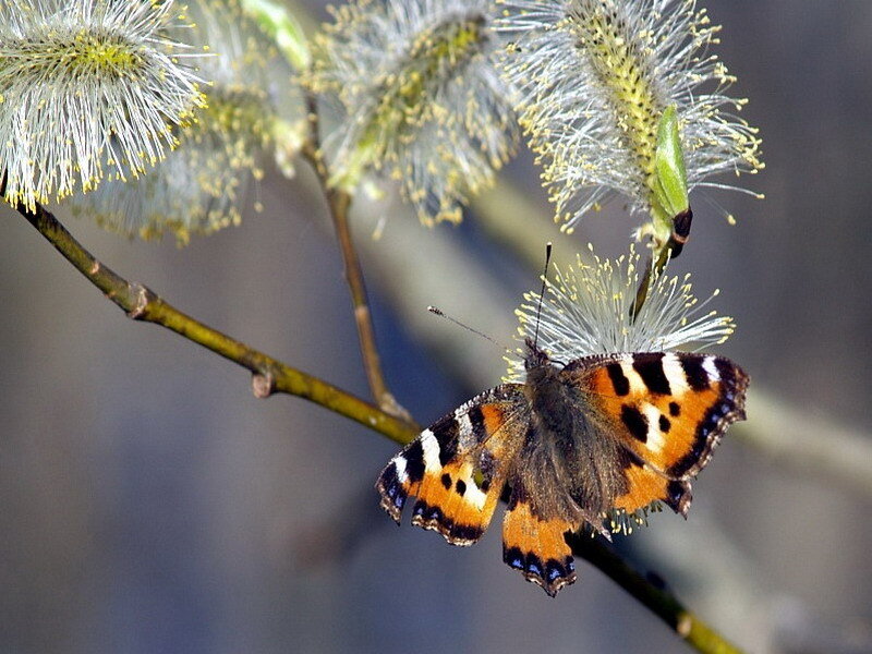 butterfly on willow catkins