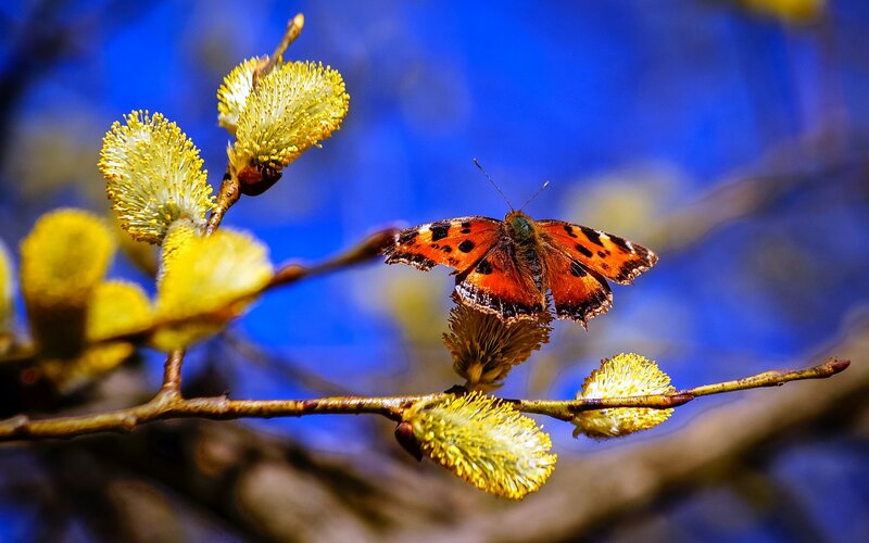 Butterfly on Willow Catkins — Yellow, Serene
