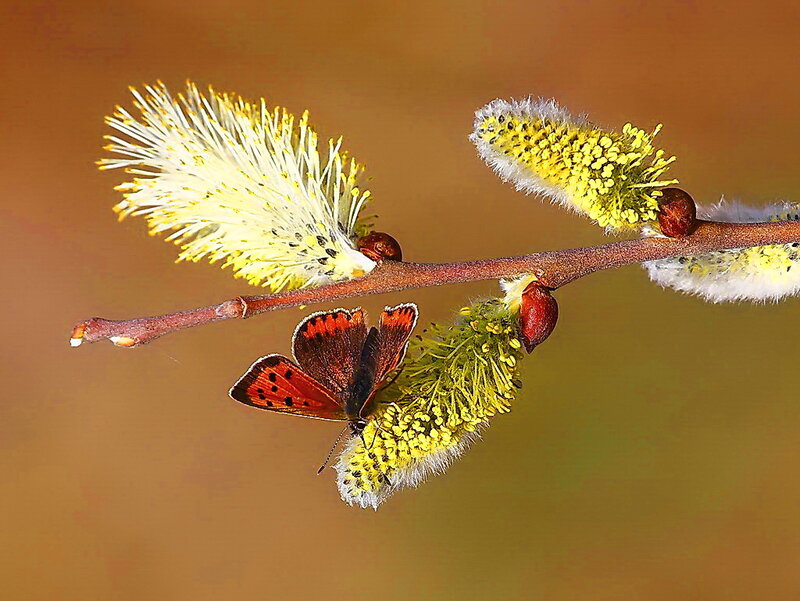 Butterfly on Willow Catkins — Yellow
