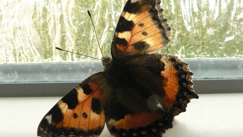 Butterfly on Window — Brown