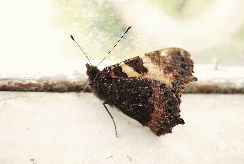 Butterfly on Windowsill — Brown