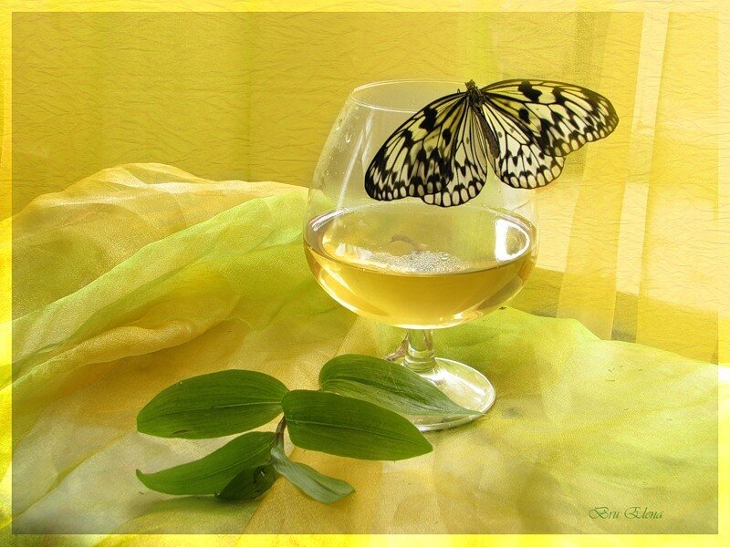 Butterfly on Wine Glass