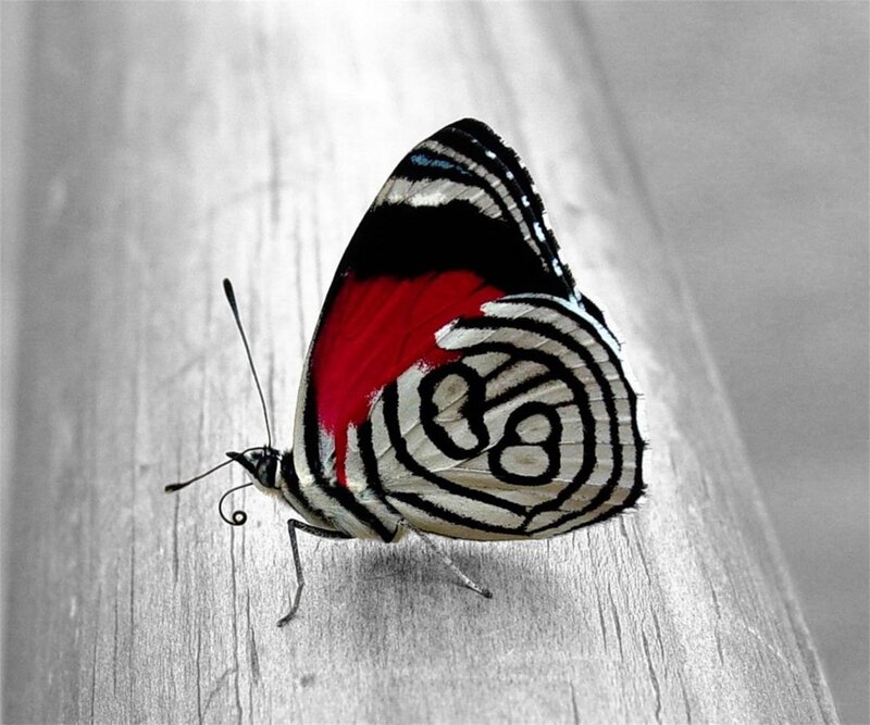 Butterfly on Wood — Black