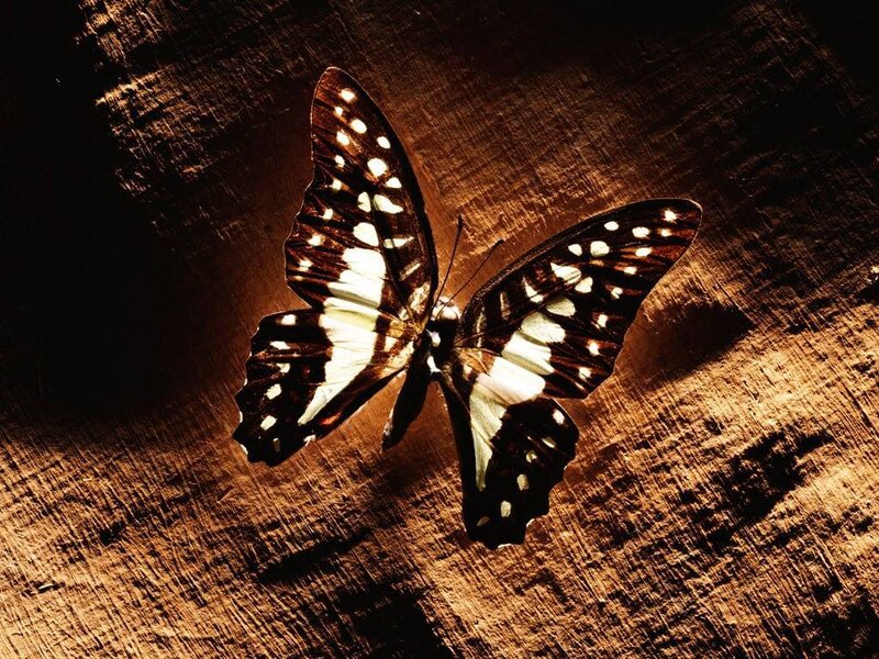 Butterfly on Wood — Brown, Dramatic, Photograph