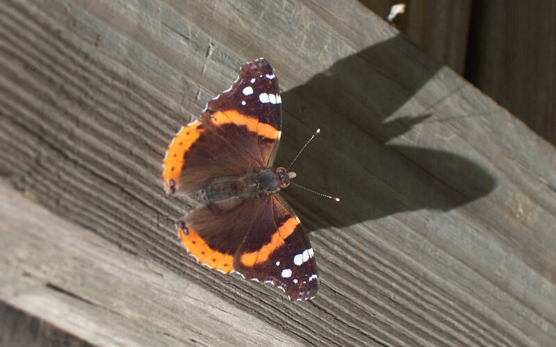 Butterfly on Wood — Brown