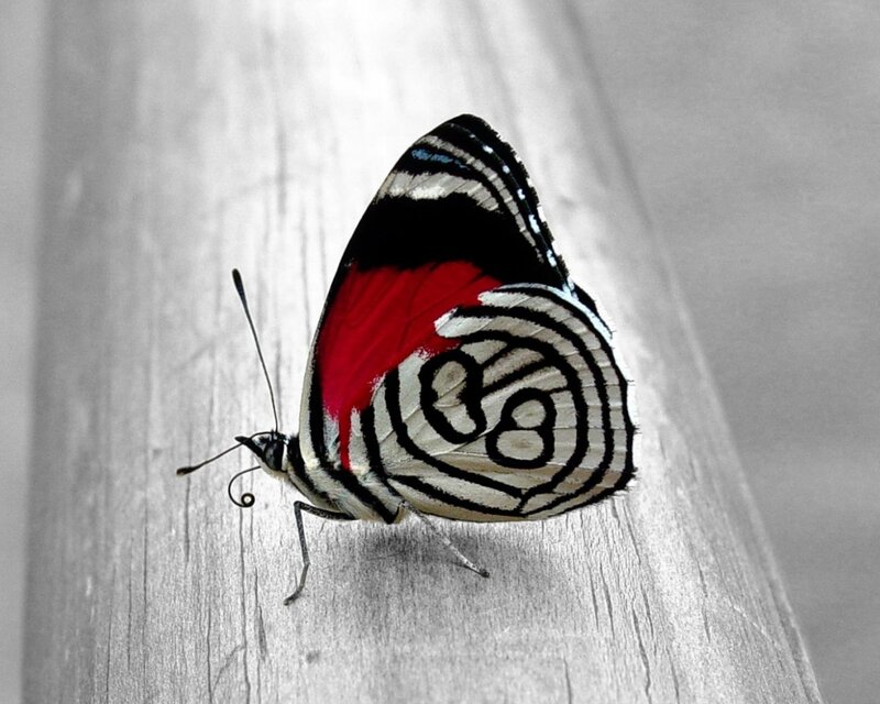 Butterfly on Wood