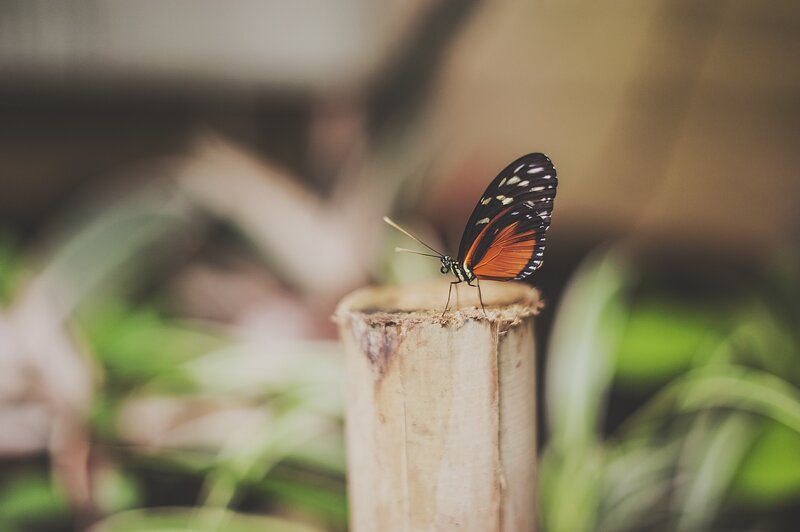 Butterfly on Wooden Post
