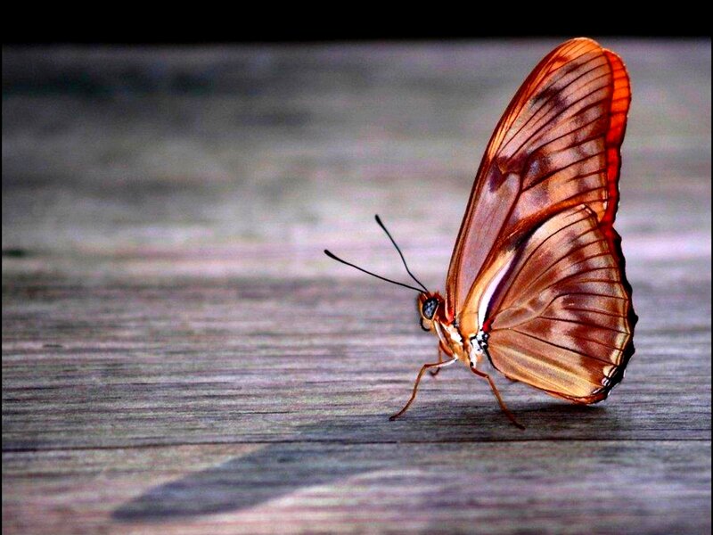butterfly on wooden surface