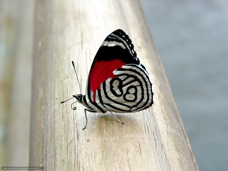 Butterfly on wooden surface