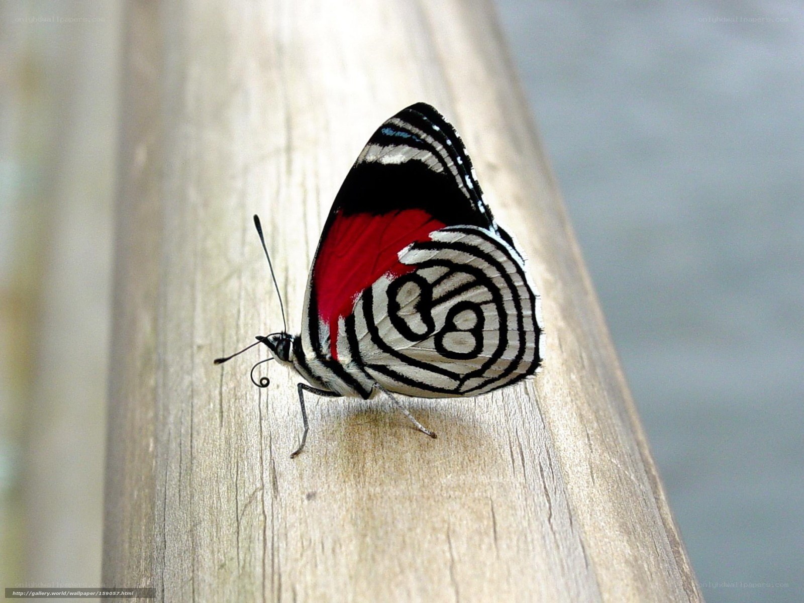 Butterfly on wooden surface