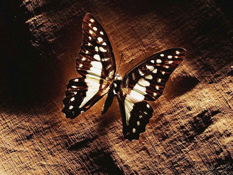butterfly on wooden surface