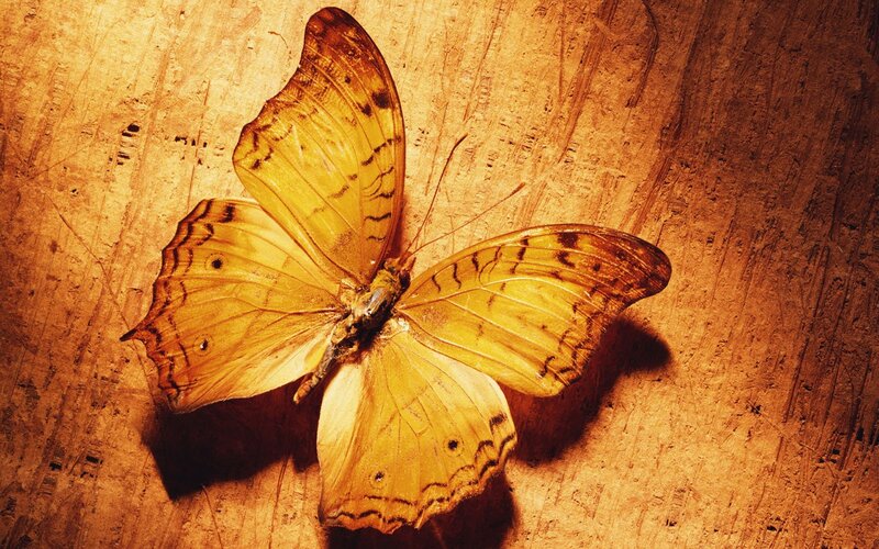 butterfly on wooden surface