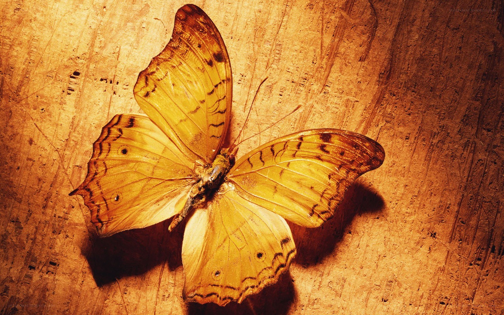 butterfly on wooden surface