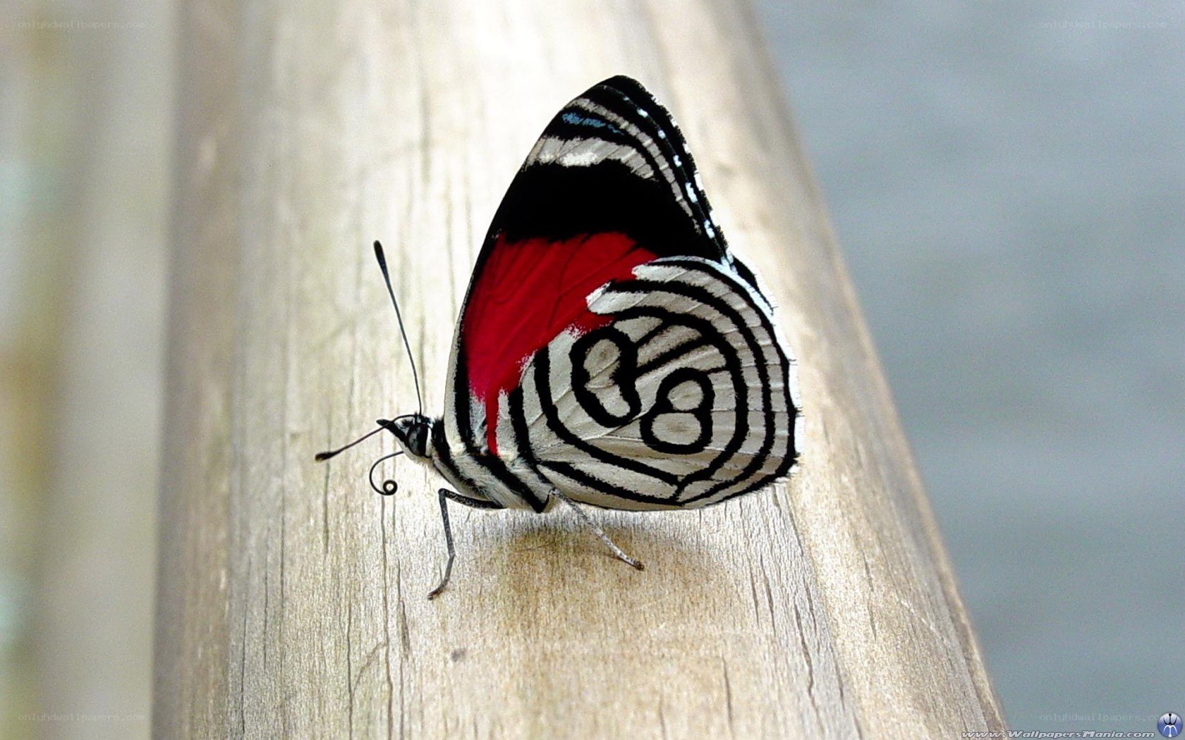 butterfly on wooden surface