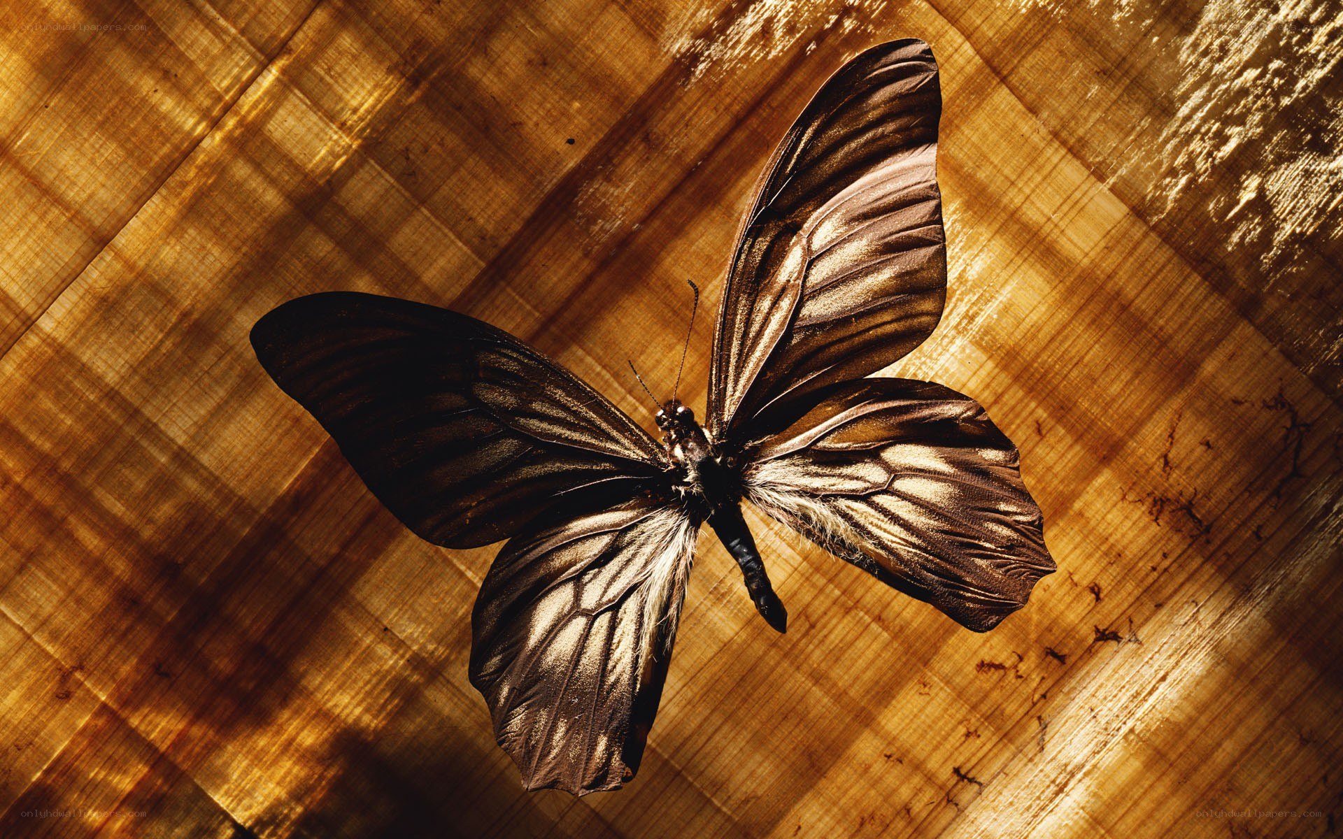 Butterfly on wooden surface