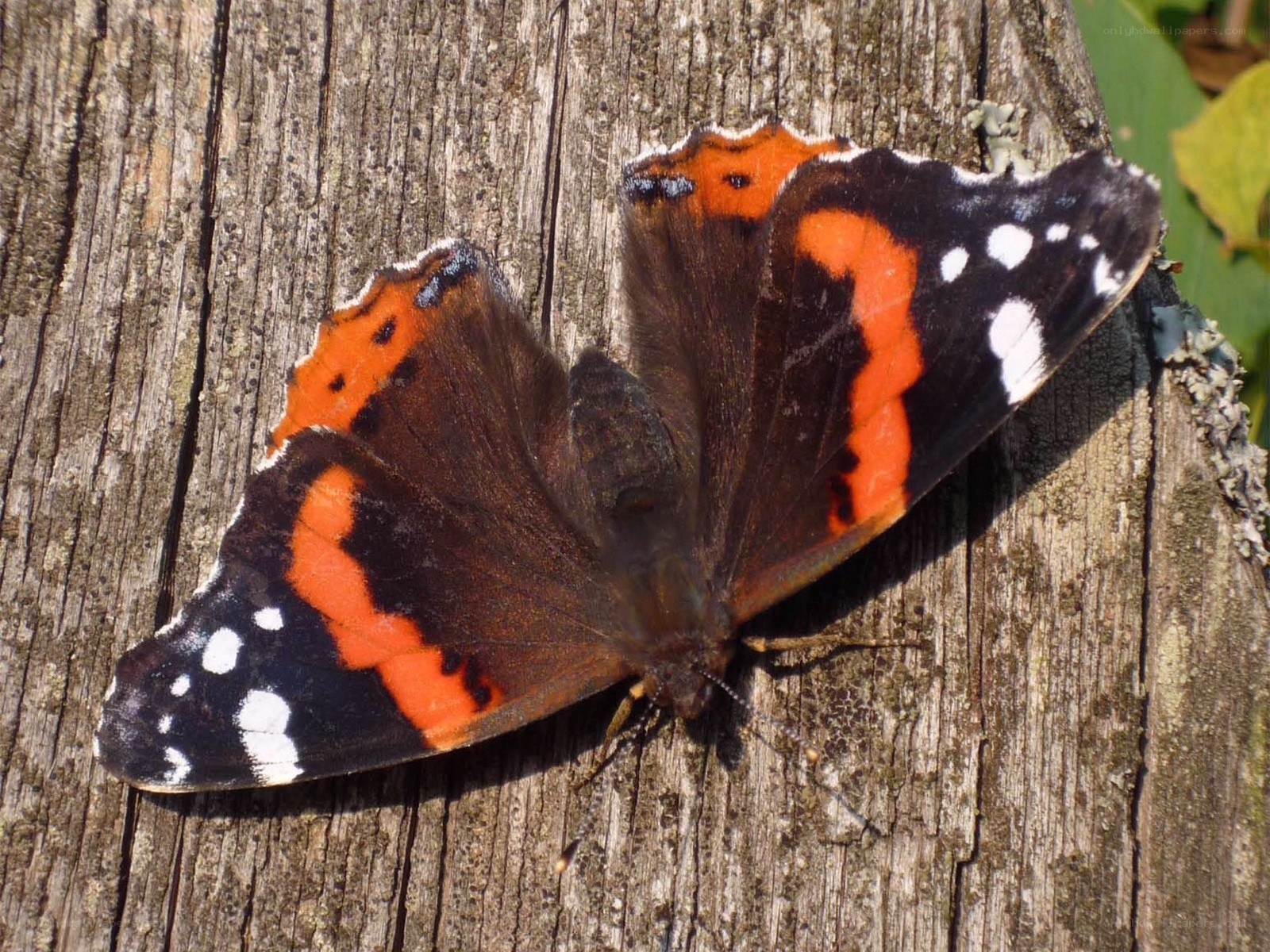 butterfly on wooden surface