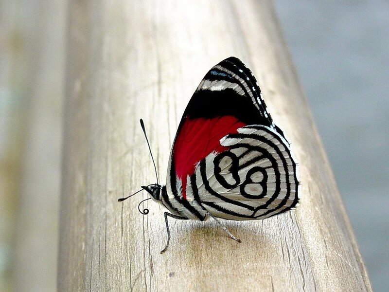 Butterfly on Wooden Surface — Black, Calm, Photograph, Wooden Surface