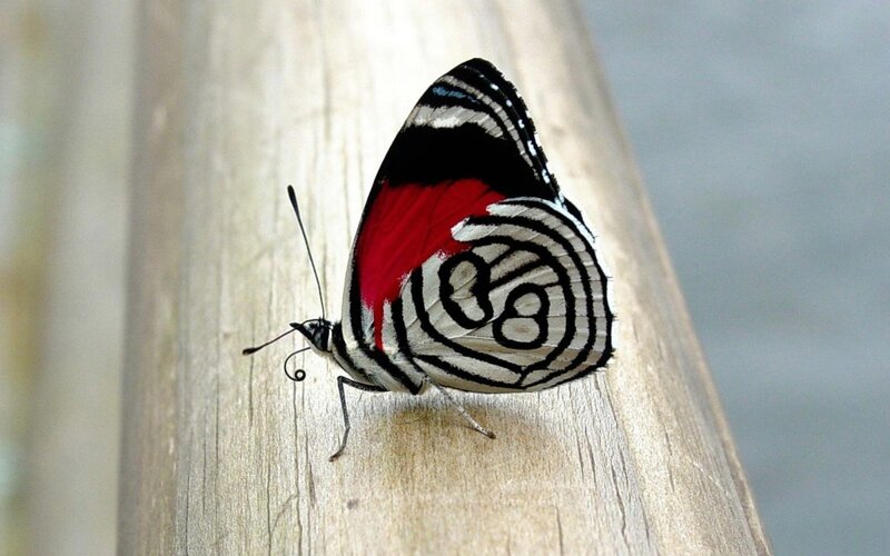 Butterfly on Wooden Surface — Black, Calm