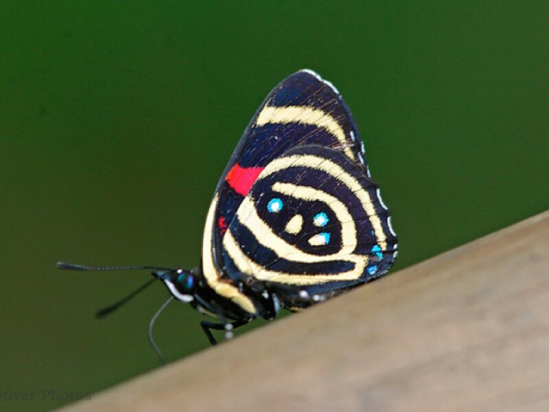 Butterfly on Wooden Surface — Black