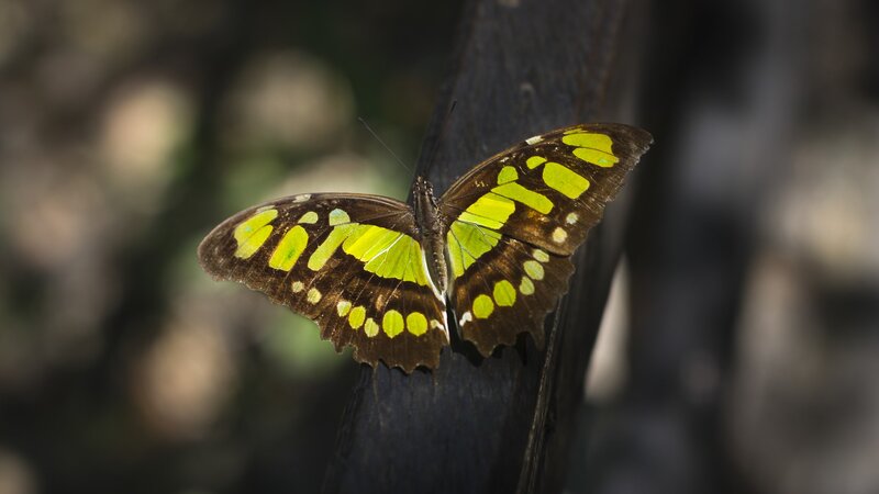Butterfly on Wooden Surface — Brown, Calm
