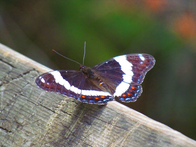 Butterfly on Wooden Surface — Brown
