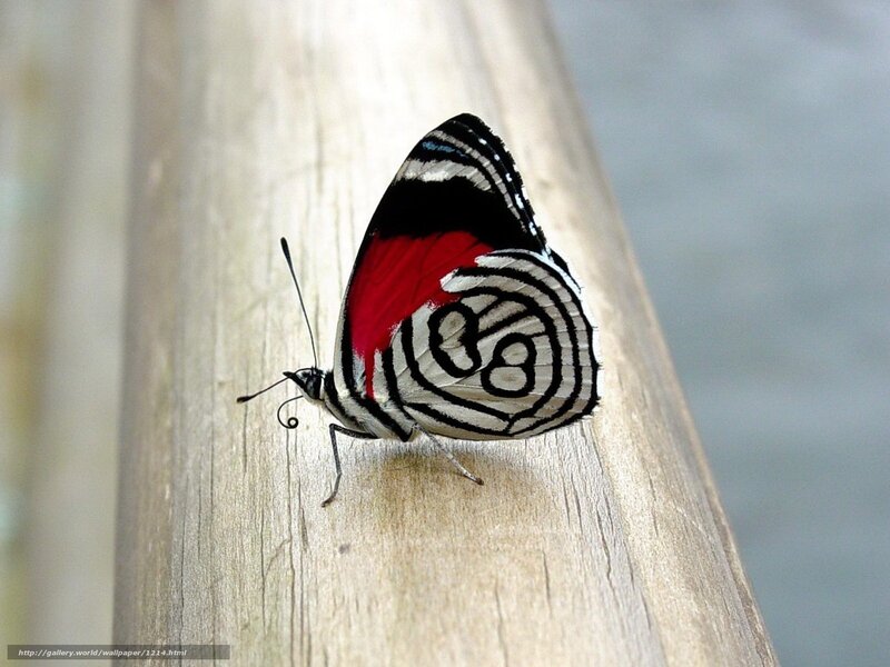Butterfly on wooden surface