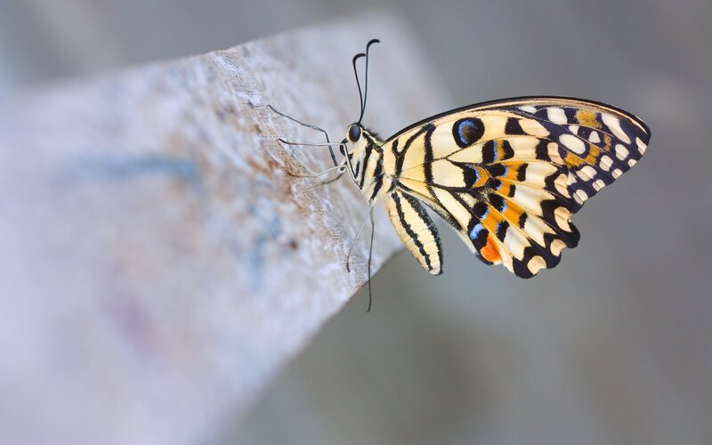 Butterfly on Wooden Surface — Yellow, Calm