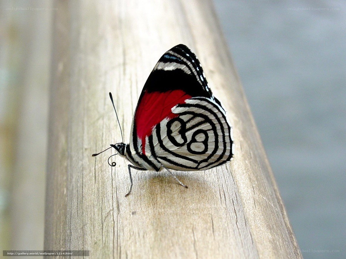 Butterfly on wooden surface