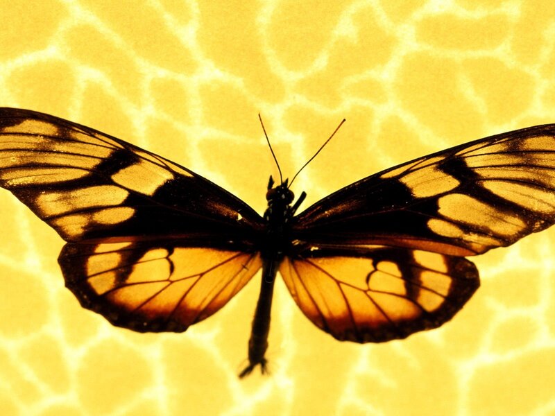 Butterfly on yellow background