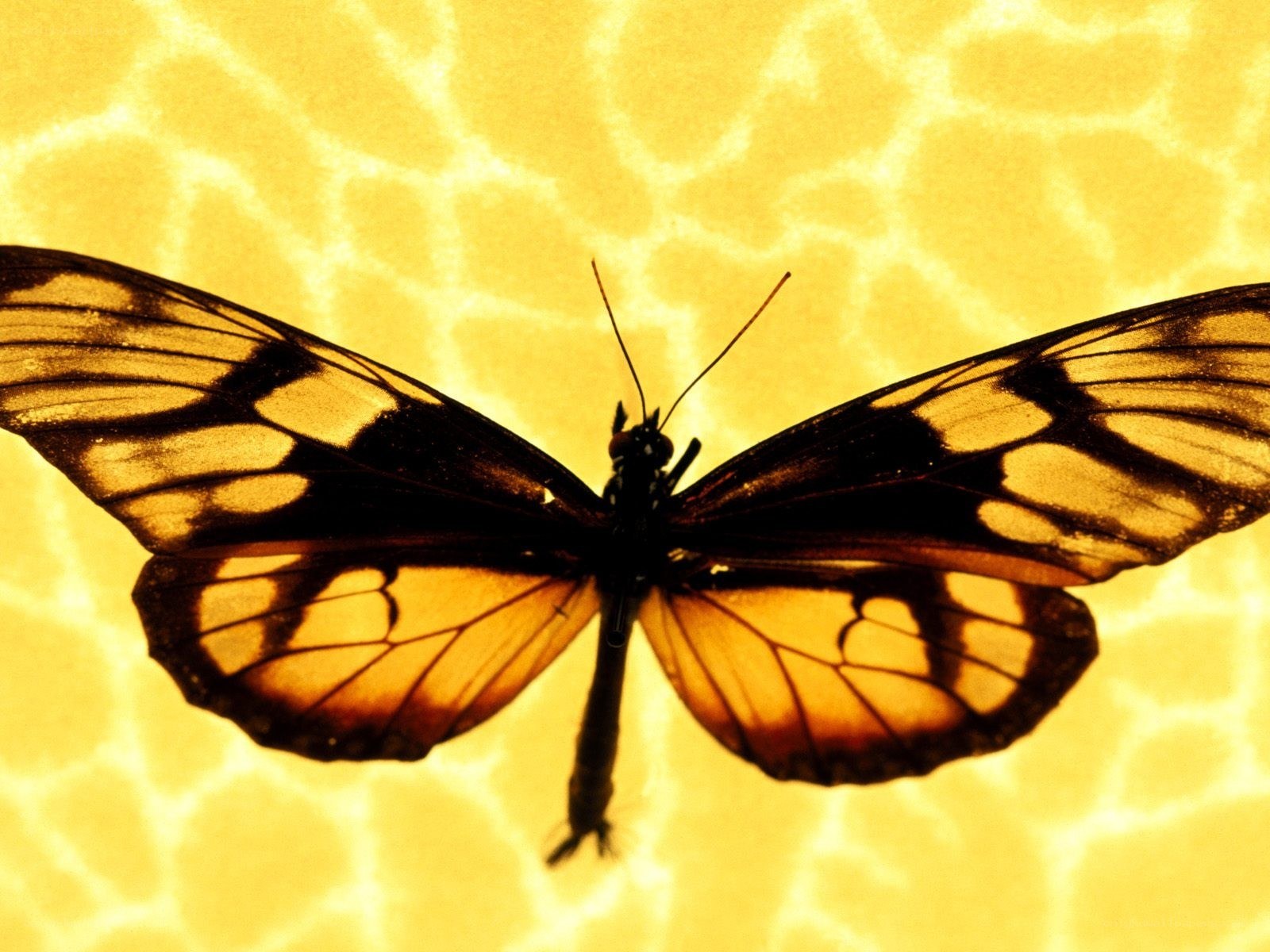 Butterfly on yellow background