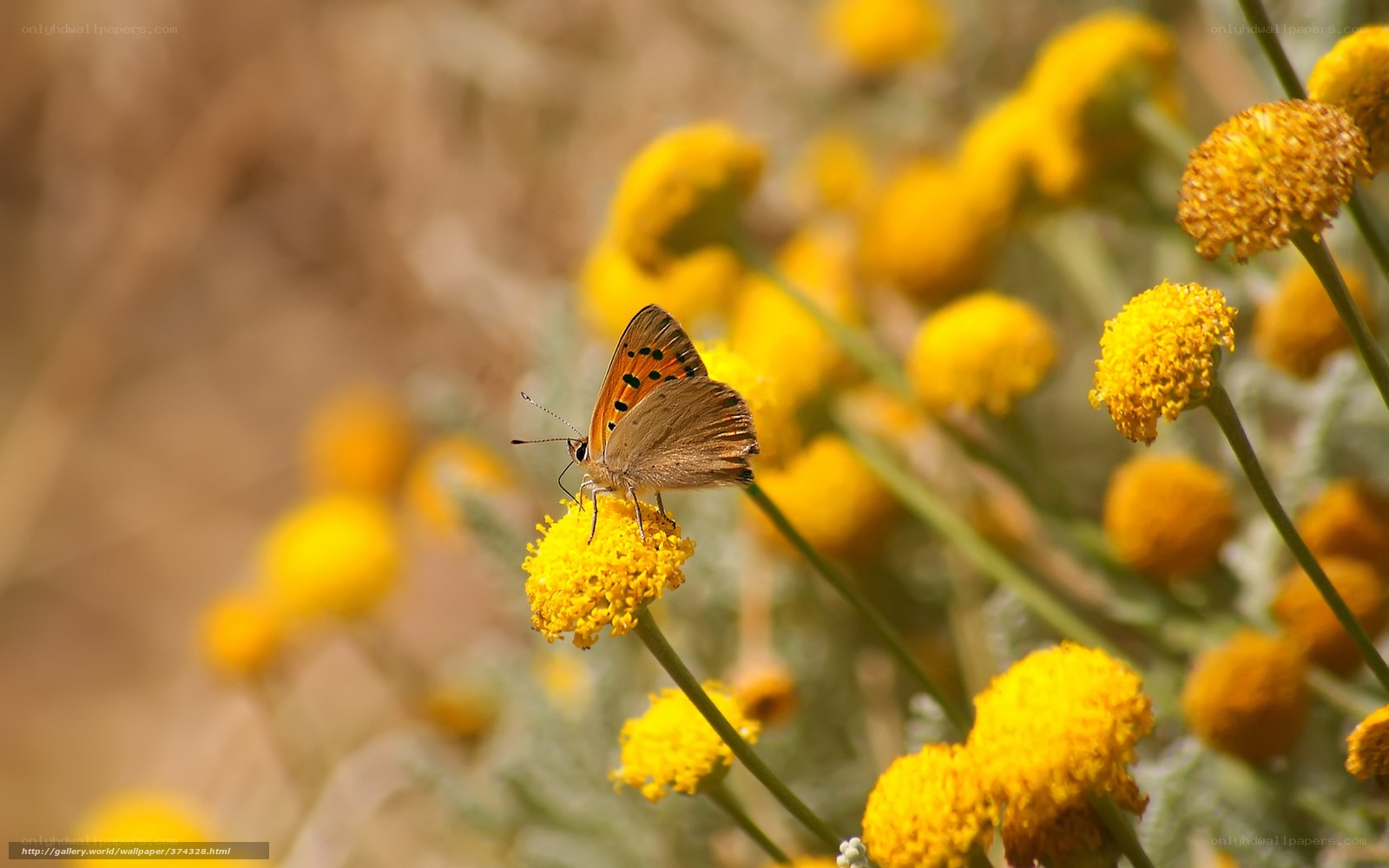 Butterfly on yellow flower