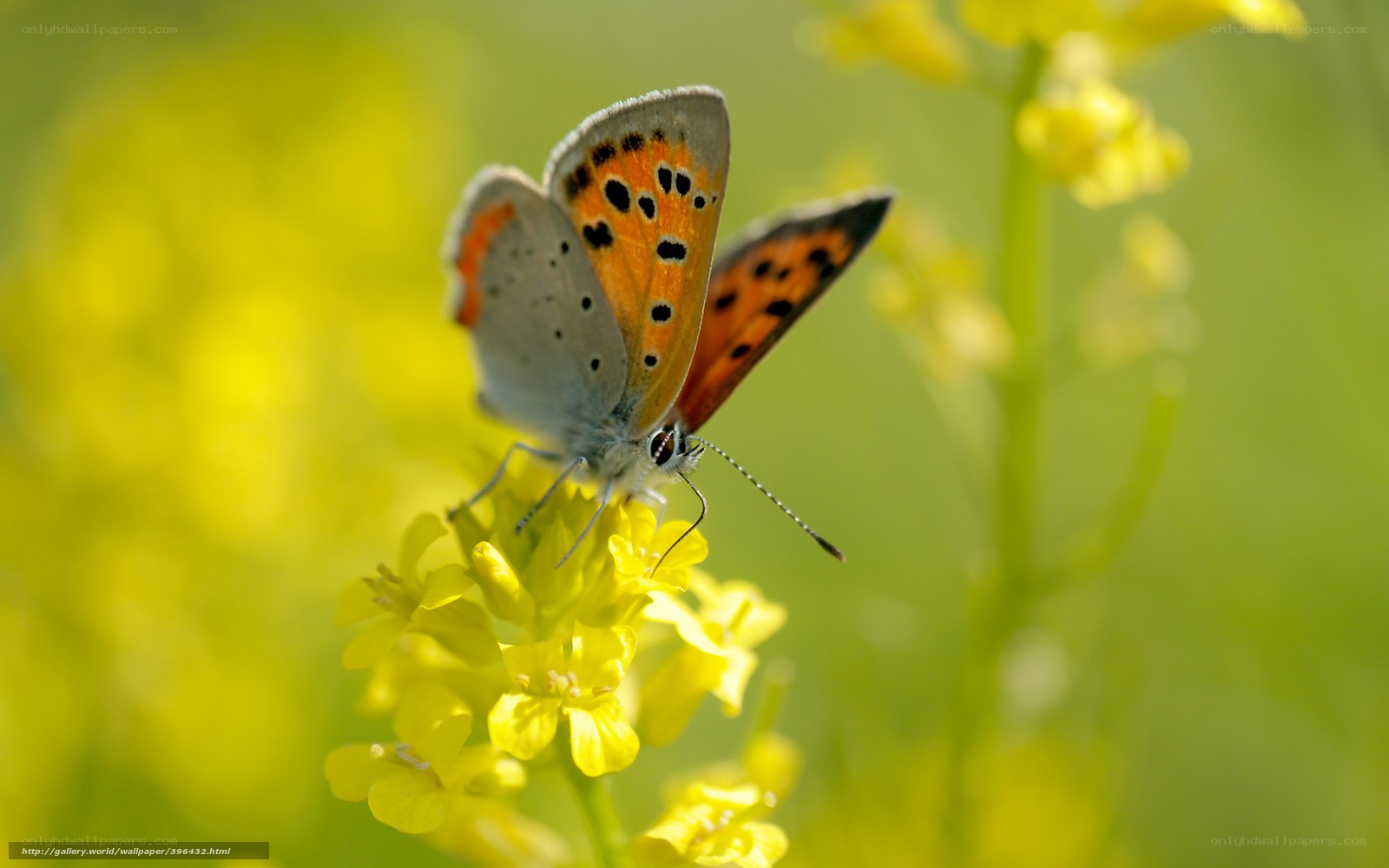 butterfly on yellow flower