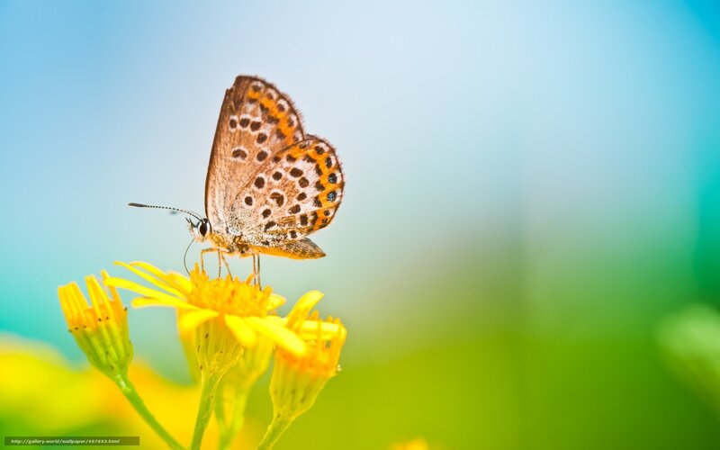 Butterfly on yellow flower