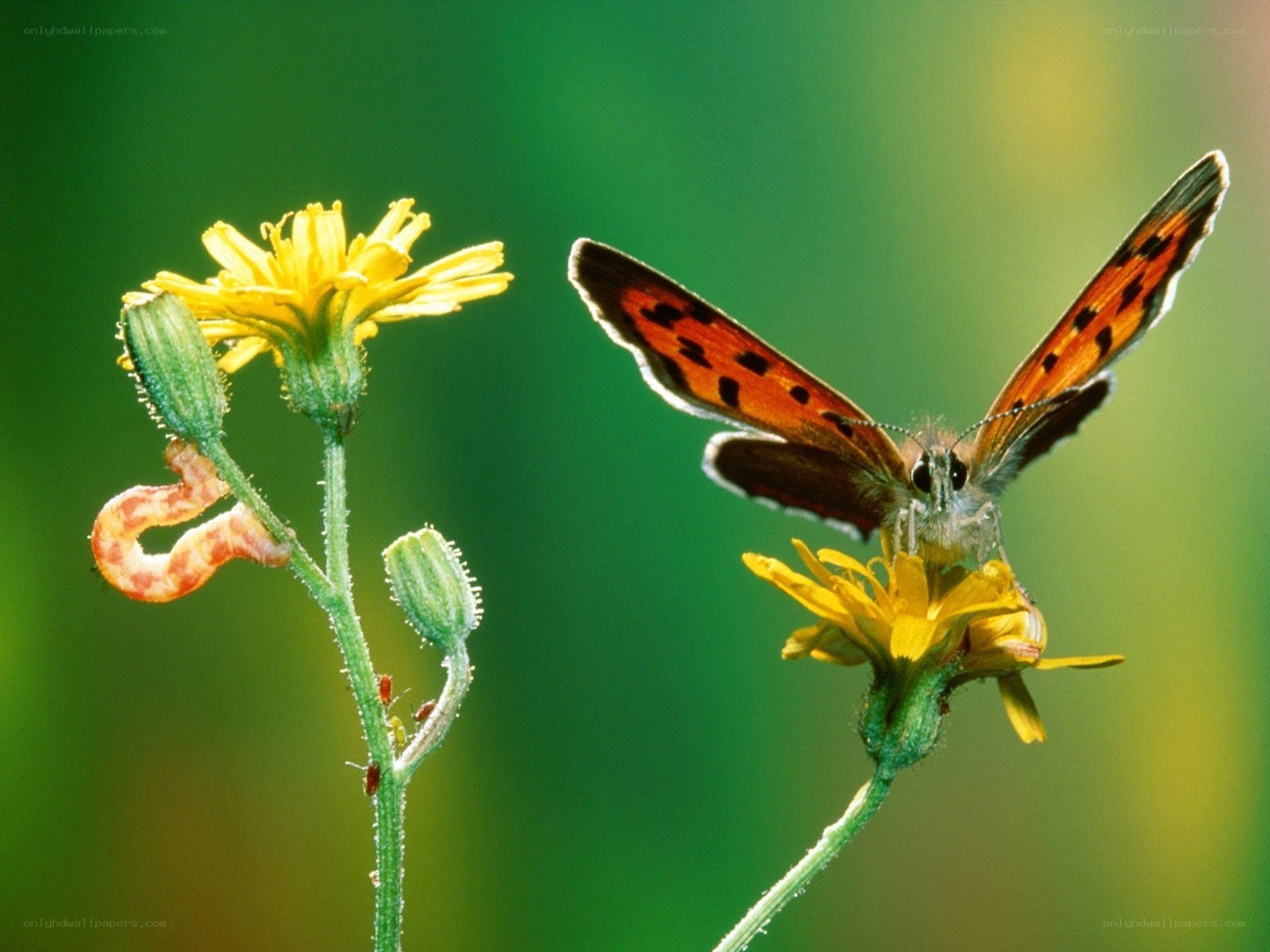 Butterfly on yellow flower